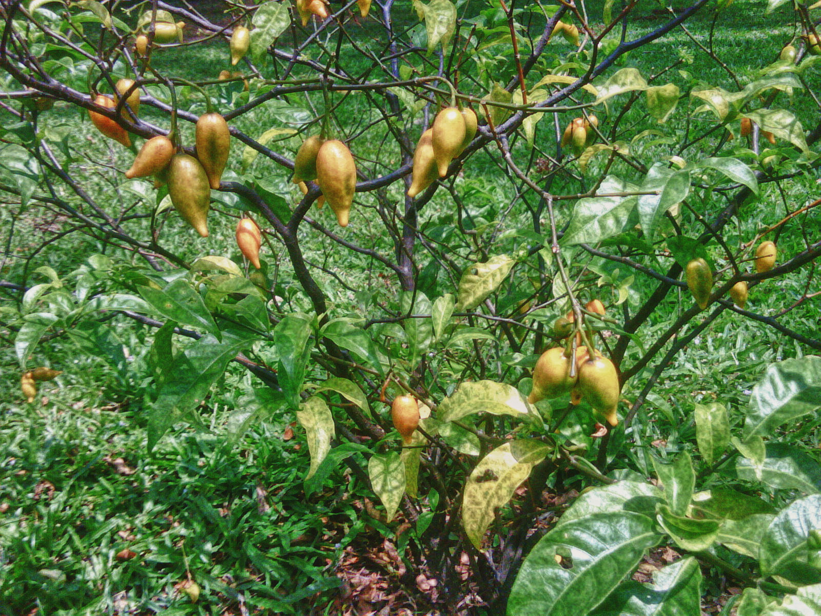Tabernanthe iboga plant