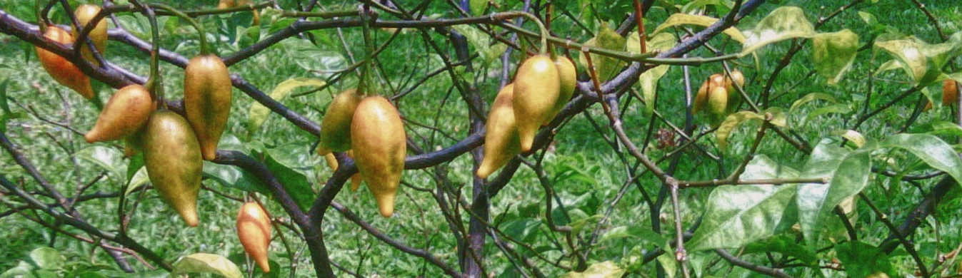 Tabernanthe iboga plant in Gabon